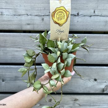 Voskovka (Hoya krohniana) ´ESKIMO´ - kont. C1L, výška 25-30 cm